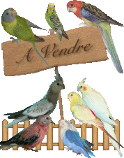 A VENDRE : Callopsittes - Bourkes - Perruches Ondulées - Sauvage ou nourris à la main