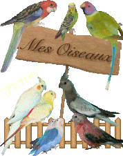 Mes oiseaux : Callopsittes - Bourke - Omnicolores - turquoisines - Ins&eacute;parables